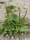 Plantago major