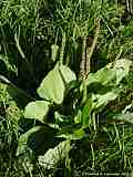 Plantago major