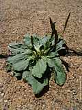 Plantago major