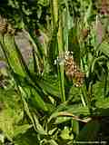 Plantago lanceolata