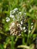 Plantago lanceolata