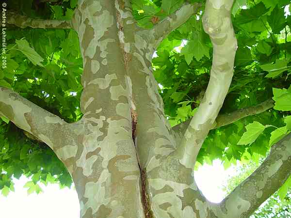 Platanus x hispanica