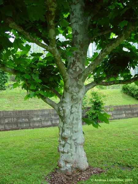 Platanus x hispanica