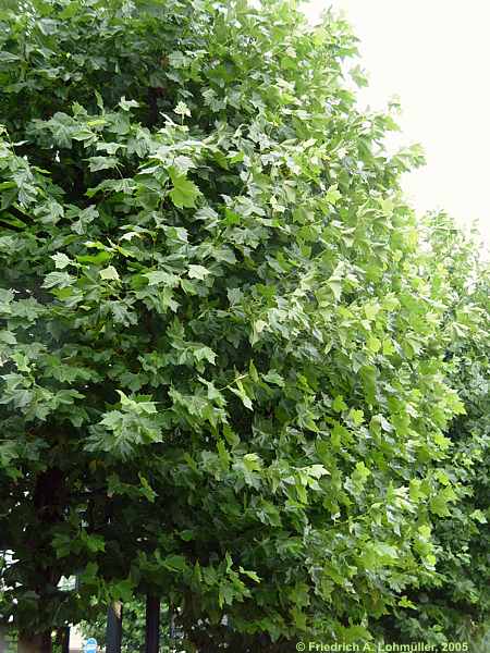 Platanus x hispanica