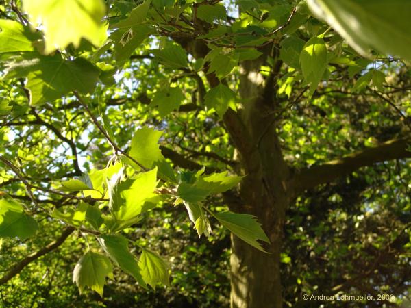 Platanus occidentalis