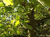 Platanus occidentalis