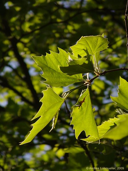 Platanus occidentalis