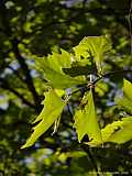 Platanus occidentalis