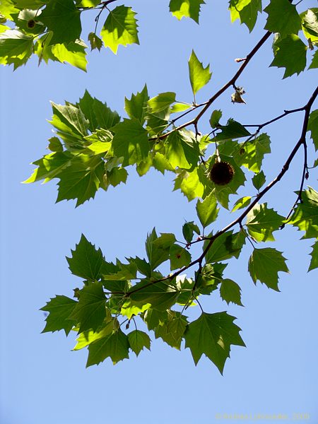 Platanus occidentalis