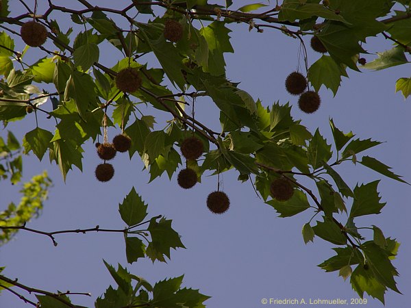 Platanus occidentalis