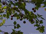 Platanus occidentalis