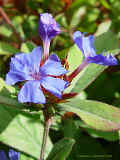 Ceratostigma plumbaginoides