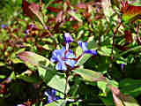 Ceratostigma plumbaginoides