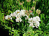 Limonium sinuatum