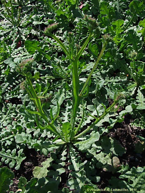 Limonium sinuatum