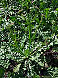 Limonium sinuatum