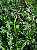 Limonium sinuatum