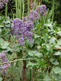 Limonium arborescens