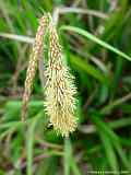 Carex pendula