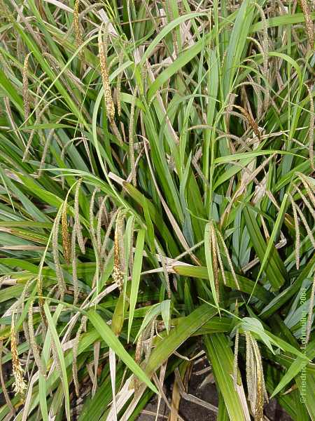 Carex pendula