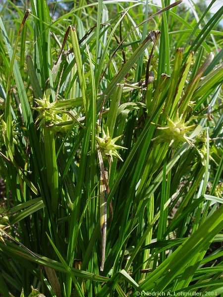 Carex grayi