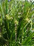 Carex grayi