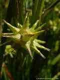 Carex grayi