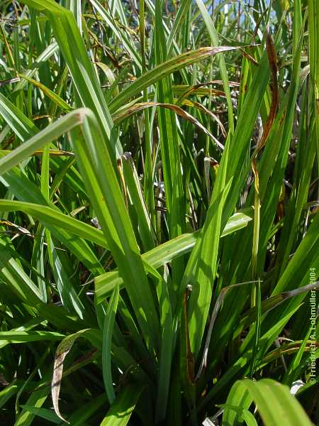 Carex pendula