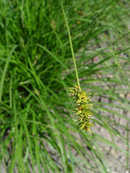Carex muricata