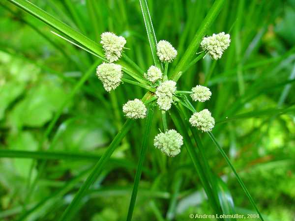 Cyperus papyrus