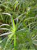 Cyperus involucratus