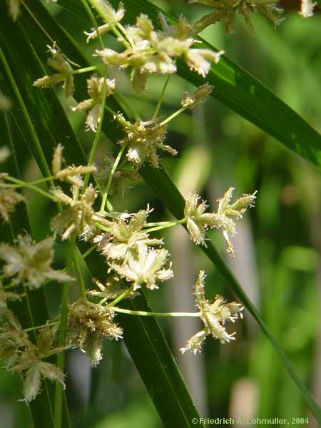 Cyperus involucratus