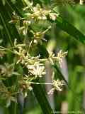 Cyperus involucratus