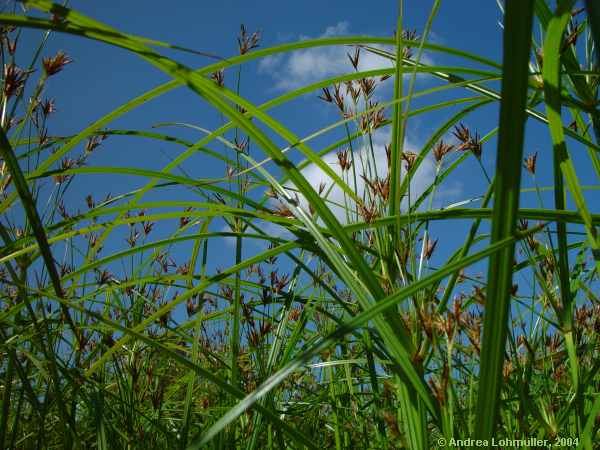 Cyperus longus