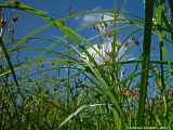 Cyperus longus