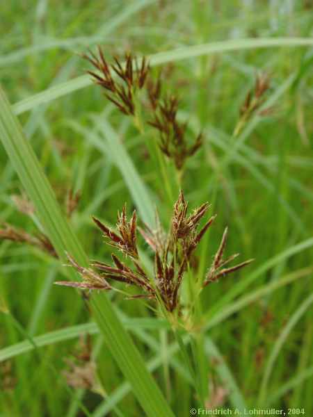 Cyperus fuscus