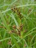 Cyperus fuscus