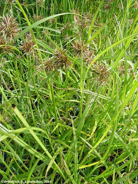 Cyperus fuscus