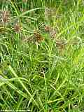 Cyperus fuscus