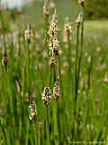 Eleocharis palustris