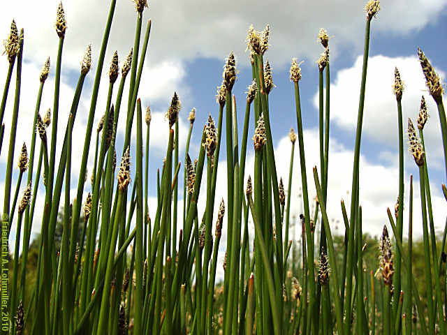 Eleocharis palustris