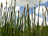 Eleocharis palustris