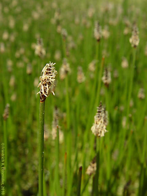 Eleocharis palustris