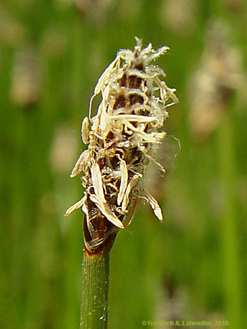 Eleocharis palustris
