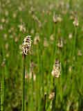 Eleocharis palustris