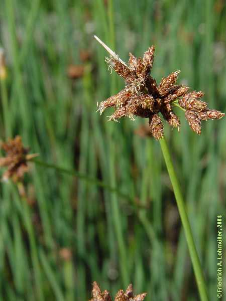 Scirpus lacustris