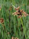 Scirpus lacustris