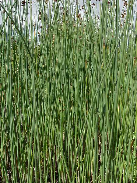 Scirpus lacustris