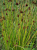 Juncus effusus