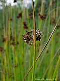 Juncus effusus